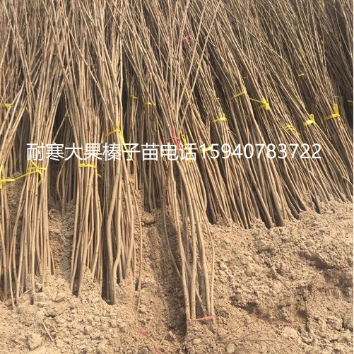 潍坊高产大榛子辽宁榛子查看