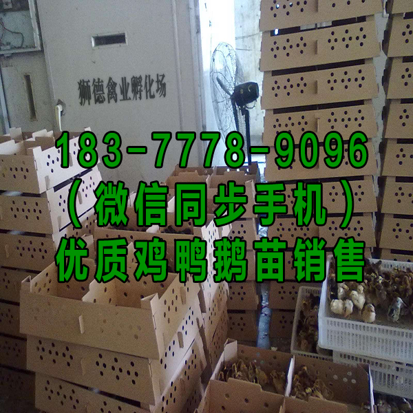 东营鹅苗孵化基地 斑嘴鸭苗 黑猪苗批发