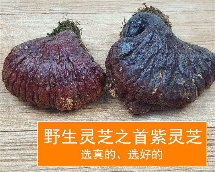 长白山灵芝好正宗长白山灵芝老年可以灵芝