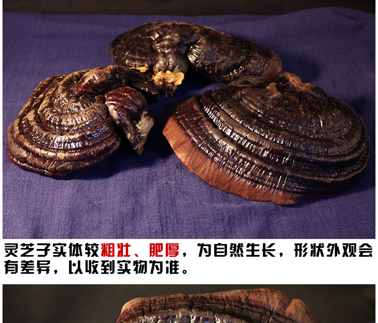 普通灵芝**长白山灵芝的长期服用灵芝