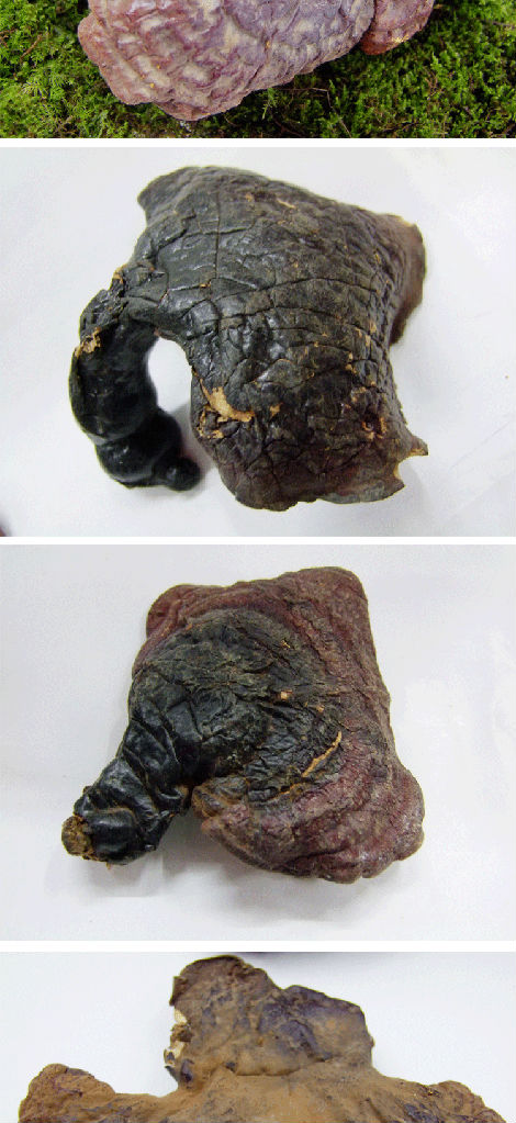 前后吃灵芝长白山灵芝服用灵芝后身体