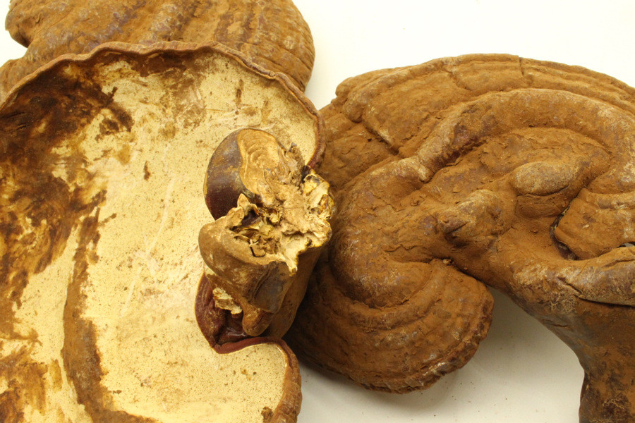 长白山灵芝好正宗长白山灵芝老年可以灵芝