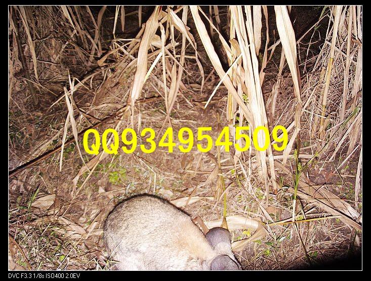 江西九江比利时**兔种兔销售销售