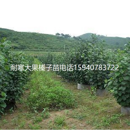 泰安高产大榛子辽宁榛子诚信商家