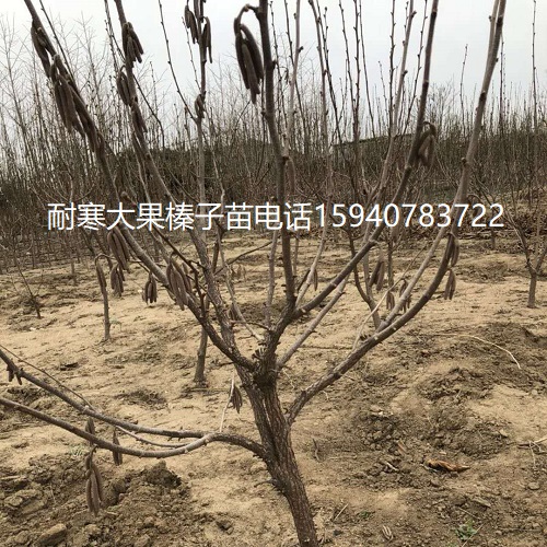 潍坊高产大榛子辽宁榛子查看