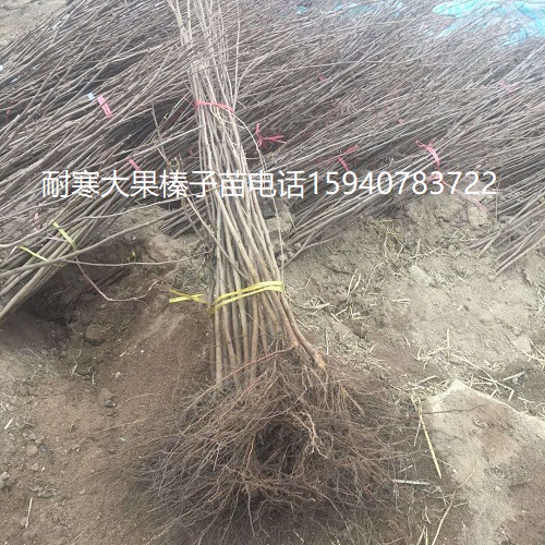 善大榛子苗批发优惠