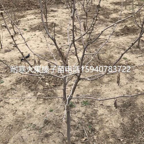 潍坊高产大榛子辽宁榛子查看