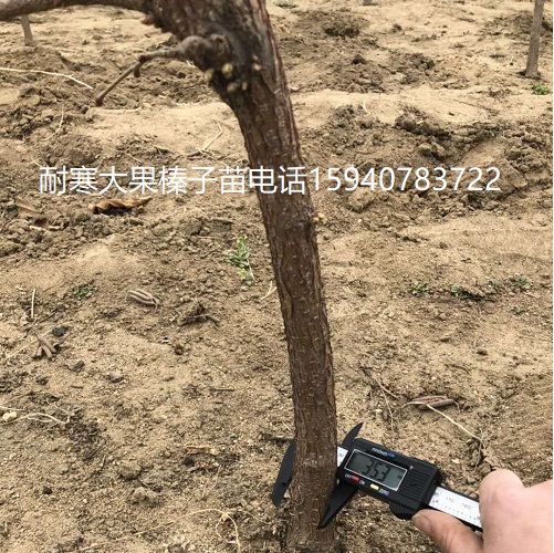 榆林高产大榛子辽宁榛子种植技术