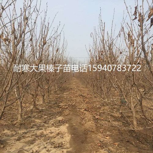 潍坊高产大榛子辽宁榛子查看