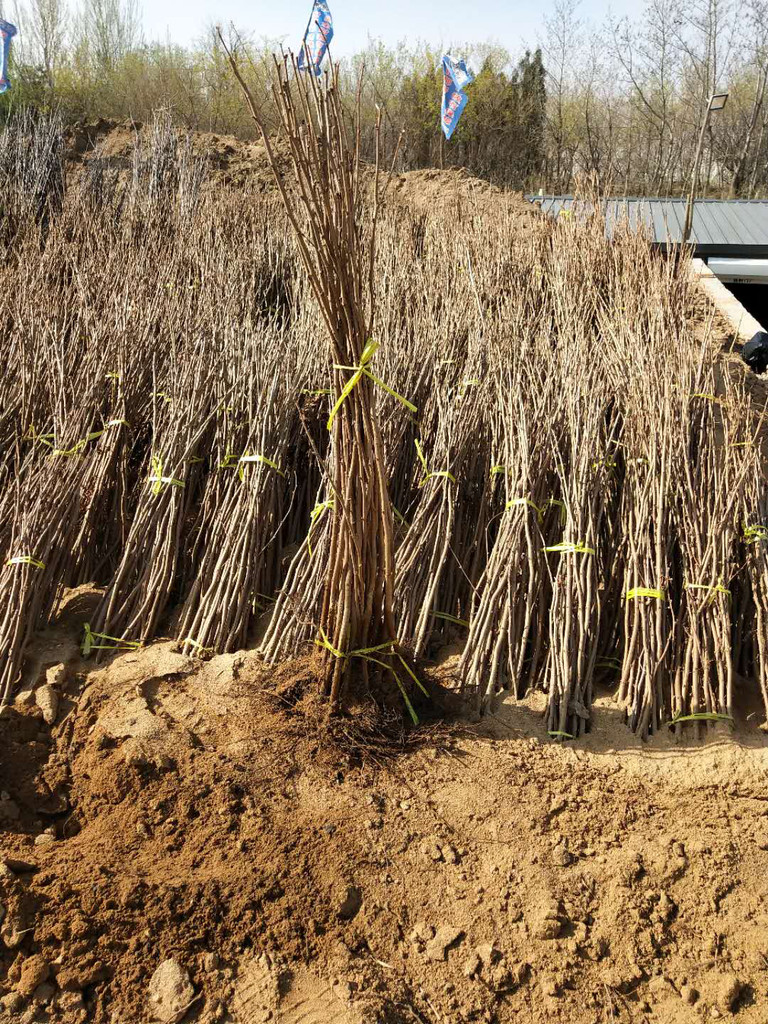 泰安高产大榛子辽宁榛子诚信商家