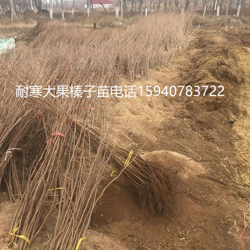 泰安高产大榛子辽宁榛子诚信商家