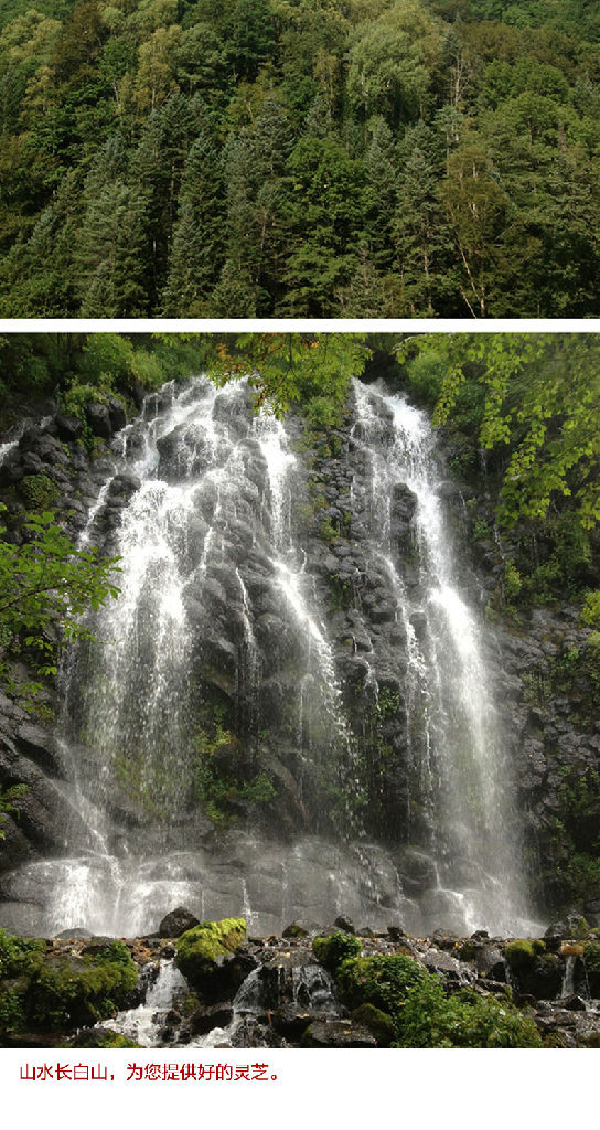 长白山灵芝功效吉林长白山灵芝产地灵芝个品比较好