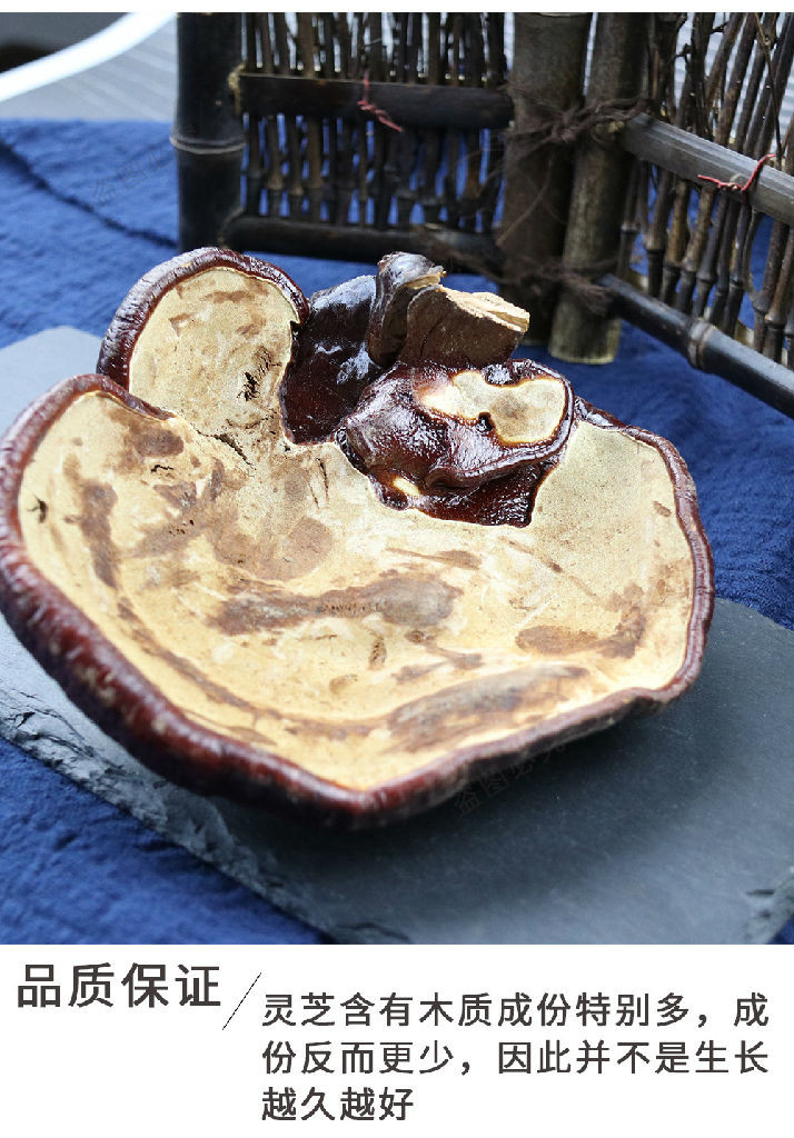 人参灵芝吉林长白山灵芝产地灵芝何时