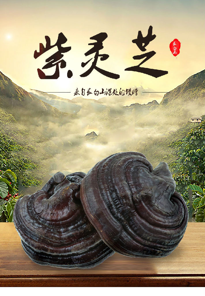 备孕能吃灵芝长白山灵芝 散装灵芝么食用方法