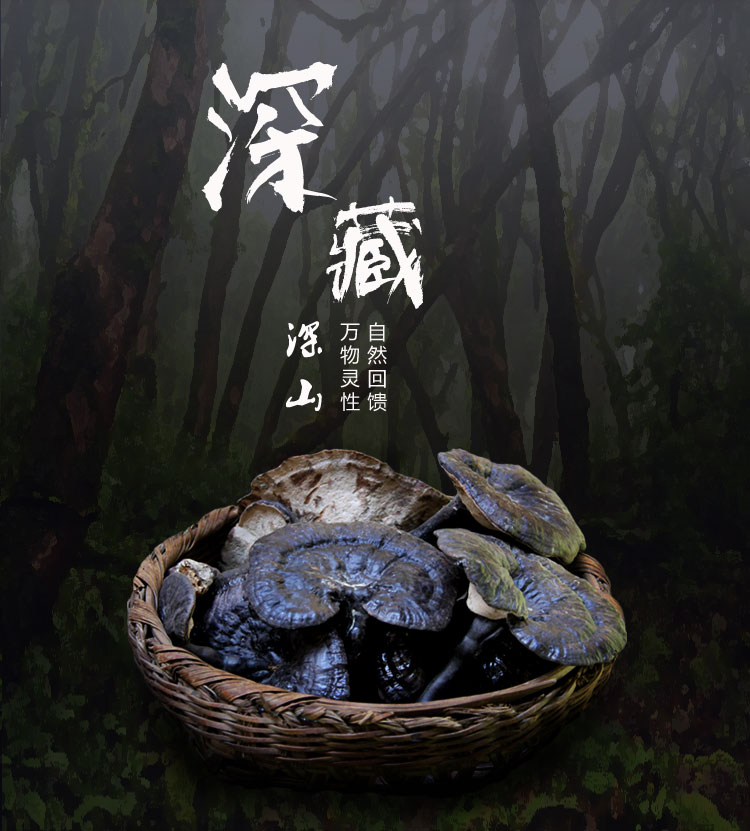 长白山**生灵芝长白山灵芝晚上能灵芝