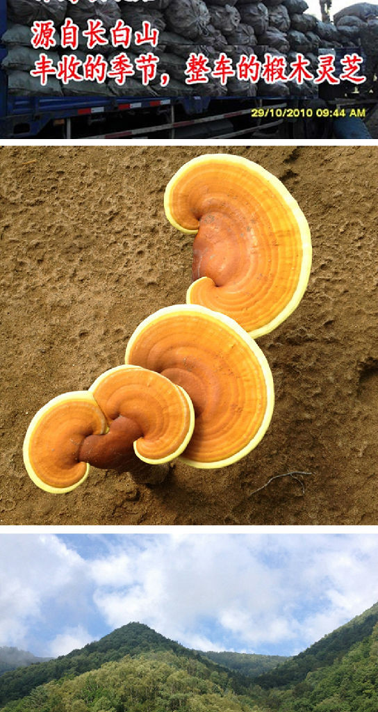 长白山灵芝功效吉林长白山灵芝产地灵芝个品比较好