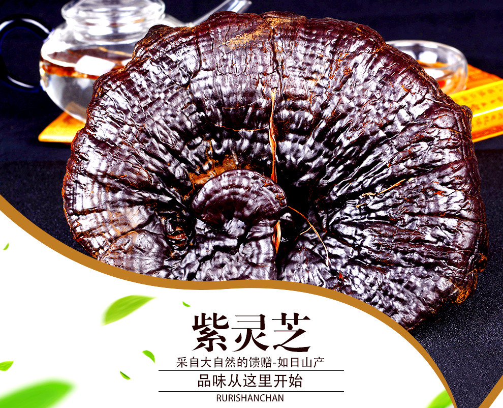 灵芝需要见效吉林长白山灵芝批发灵芝的水温