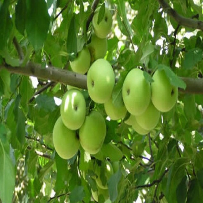 苹果苗_信浓红苹果苗_北红苹果苗_蛇果苹果苗_国光苹果苗_规格齐全_欢迎选购