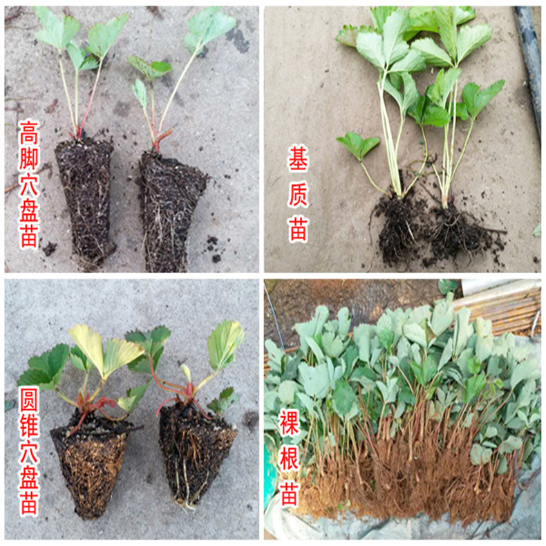 燕香草莓苗_草莓种苗_草莓生产苗_穴盘草莓苗_裸根草莓苗_草莓苗批发_草莓苗价格_草莓苗价钱